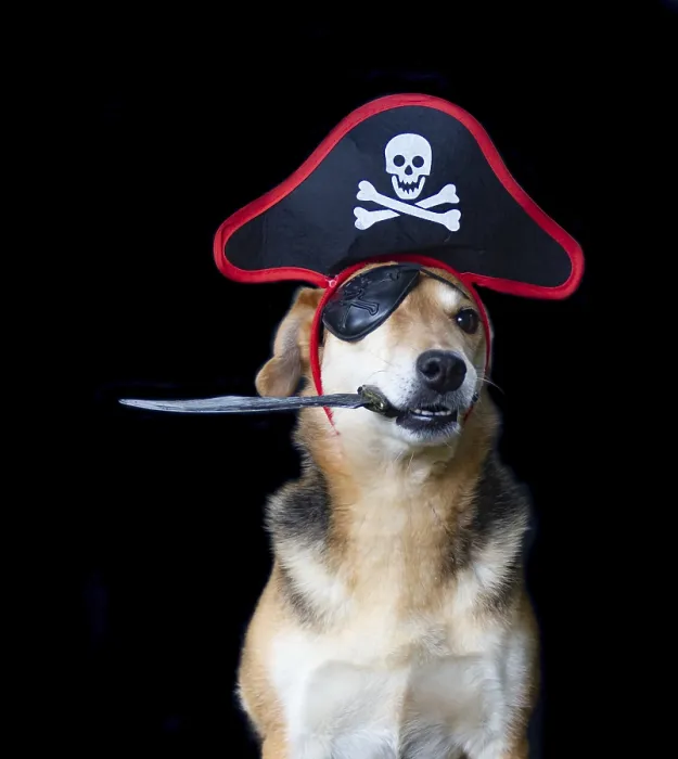 Framed Print : Dog dressed as a pirate with patch hat holding a knife with his mouth Framed Print : Dog dressed as a pirate with patch hat holding a knife with his mouth