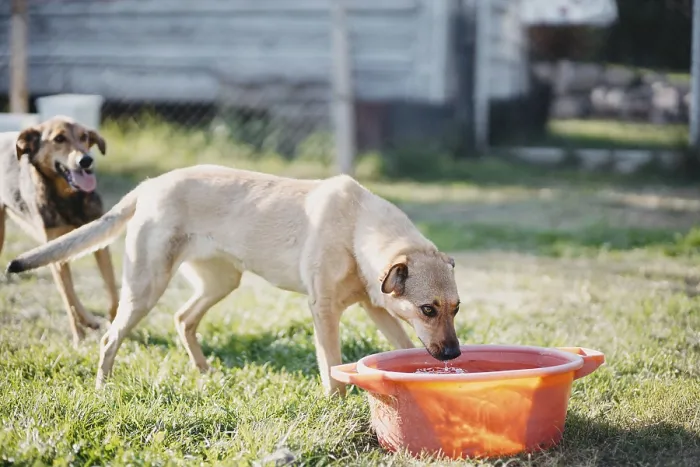 Framed Print : A dog drinks from a red basin while another looks on in a yard