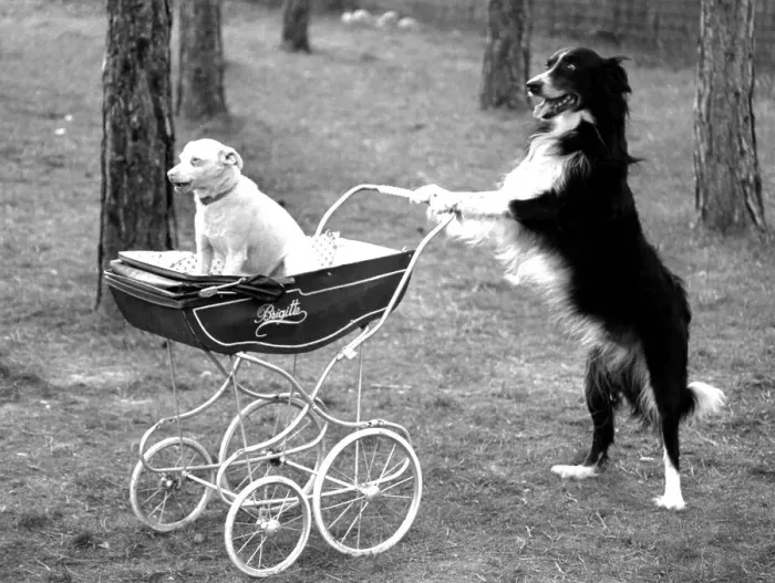 Framed Print : Dog drives dog in a stroller, ca Framed Print : Dog drives dog in a stroller, ca