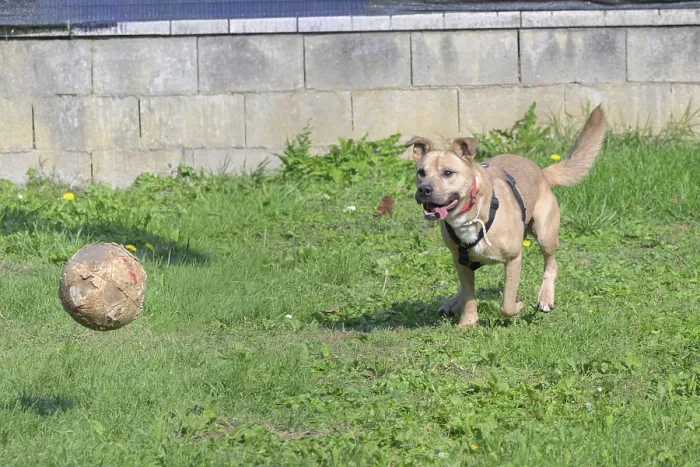 Framed Print : A dog eagerly approaches a ball on a sunny grassy field