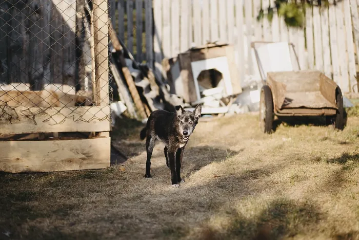 Framed Print : A dog explores a backyard area