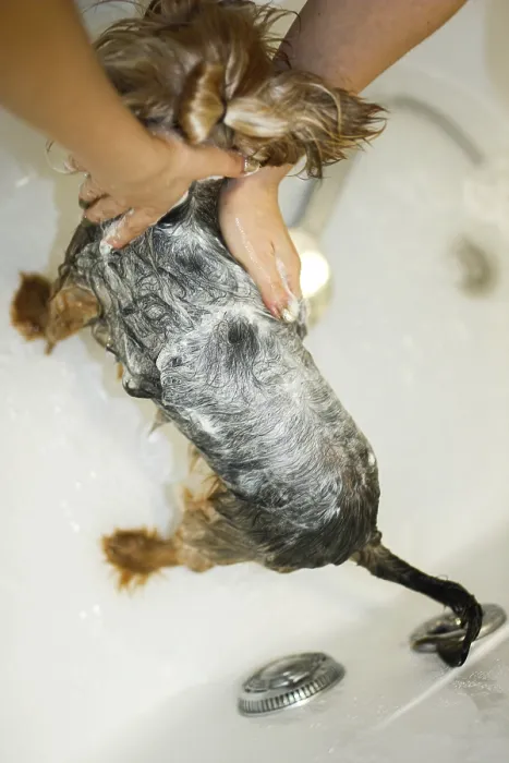 Framed Print : A dog getting bathed with shampoo