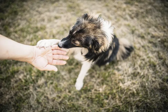 Framed Print : A dog on grass touching a human hand in a friendly manner