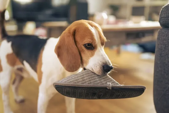 Framed Print : Dog holding a slipper in mouth