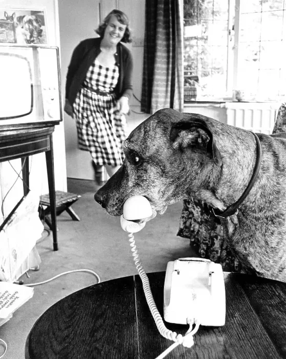 Framed Print : Dog holding telephone receiver