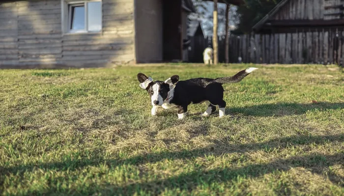 Framed Print : Dog holds a ball in its mouth in a grassy yard