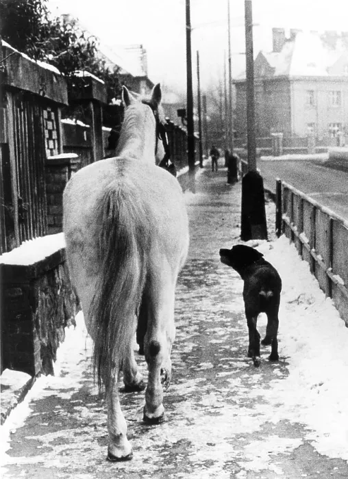 Framed Print : Dog and horse go for a walk about 1970s