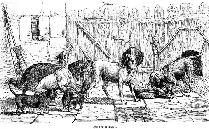Framed Print : Dog kennel, different dog breeds Framed Print : Dog kennel, different dog breeds