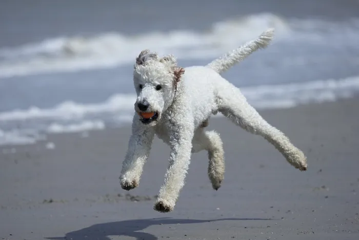 Framed Print : Dog, King Poodle, flying in the air on the beach with a ball in his mouth Framed Print : Dog, King Poodle, flying in the air on the beach with a ball in his mouth