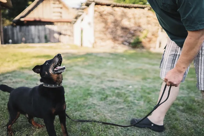 Framed Print : Dog on a leash looking playfully at its owner on grass Framed Print : Dog on a leash looking playfully at its owner on grass