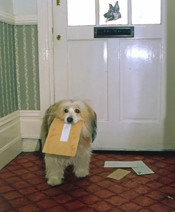 Framed Print : Dog with letter in his mouth, England