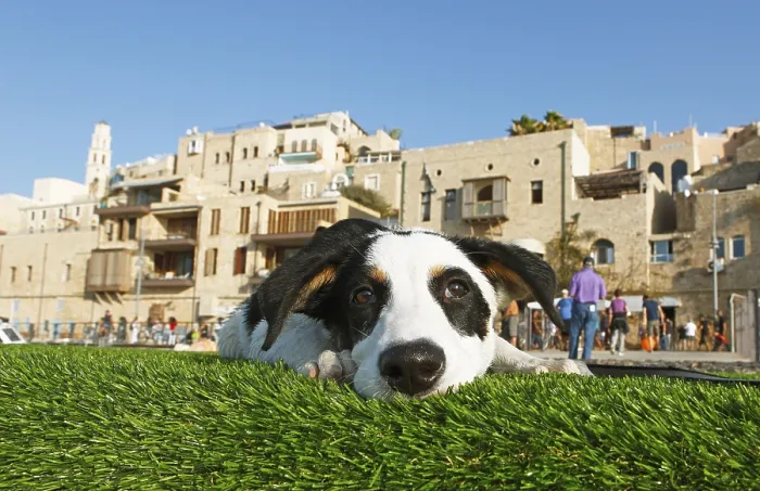 Framed Print : A dog lies in front of the old town of Jaffa