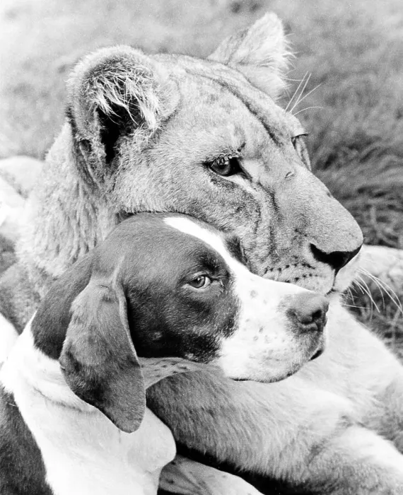 Framed Print : Dog and Lion cuddling, England, Great Britain Framed Print : Dog and Lion cuddling, England, Great Britain