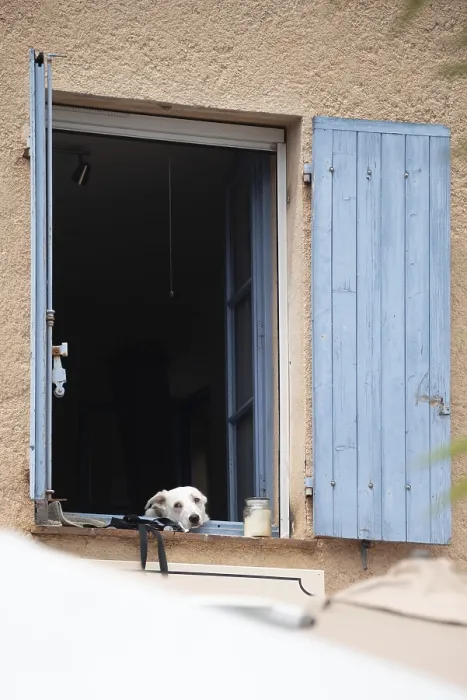 Framed Print : Dog looking tiredly out of window Framed Print : Dog looking tiredly out of window