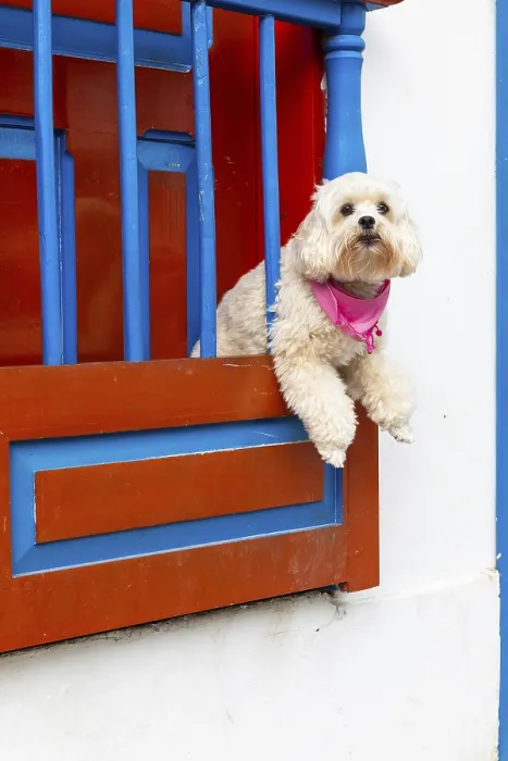 Framed Print : Dog looking out of the window, colourful Paisa-style houses Framed Print : Dog looking out of the window, colourful Paisa-style houses