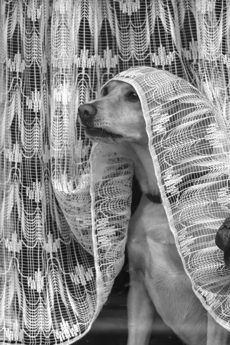 Framed Print : Dog looking out of the window under a curtain Framed Print : Dog looking out of the window under a curtain