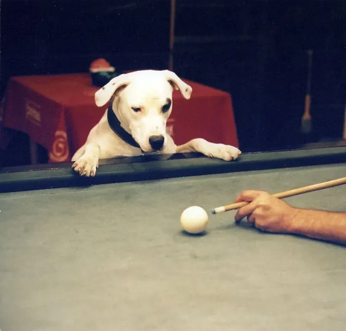Framed Print : Dog looks billiards player at the shot to approx Framed Print : Dog looks billiards player at the shot to approx