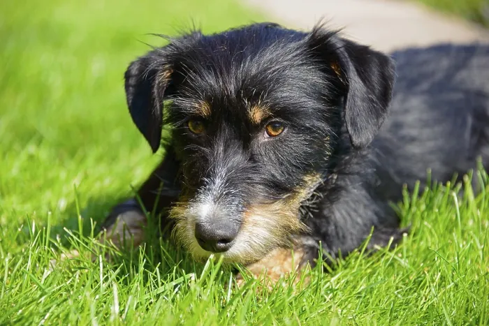 Framed Print : A dog looks at the picture with a relaxed look while lying in the grass