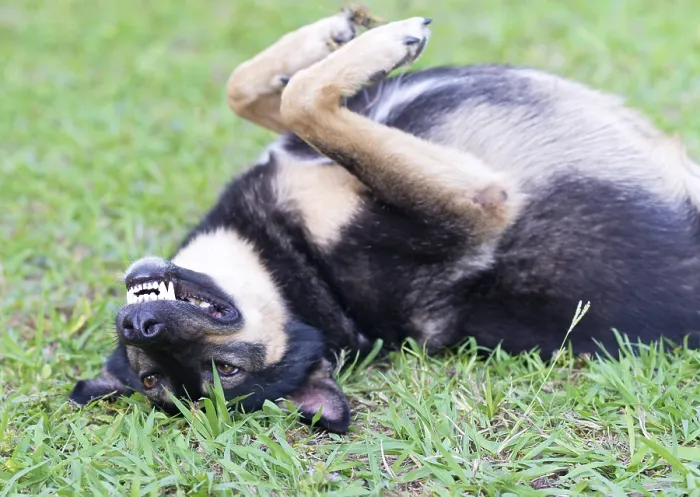Framed Print : Dog lying on the grass