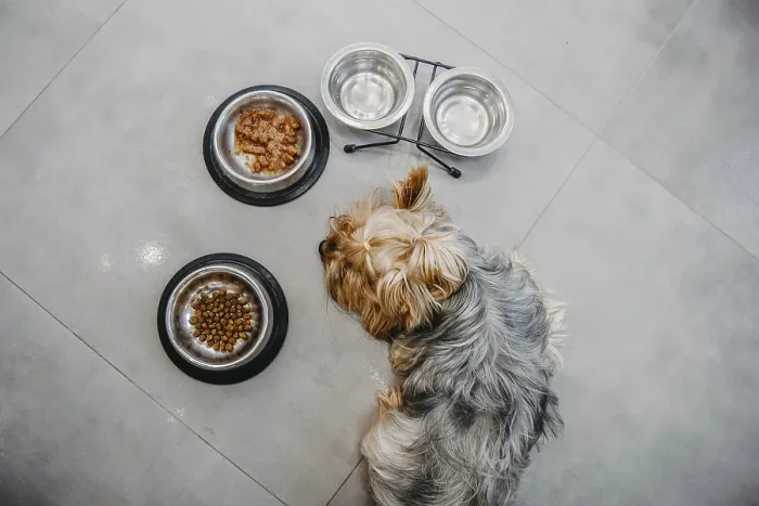 Framed Print : A dog lying beside three metal food bowls on a tile floor Framed Print : A dog lying beside three metal food bowls on a tile floor