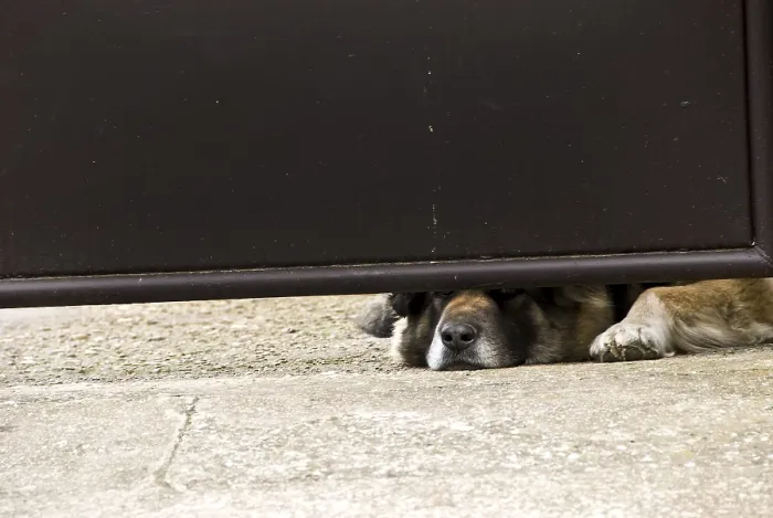 Framed Print : Dog lying under a partially open gate with its head peeking through Framed Print : Dog lying under a partially open gate with its head peeking through