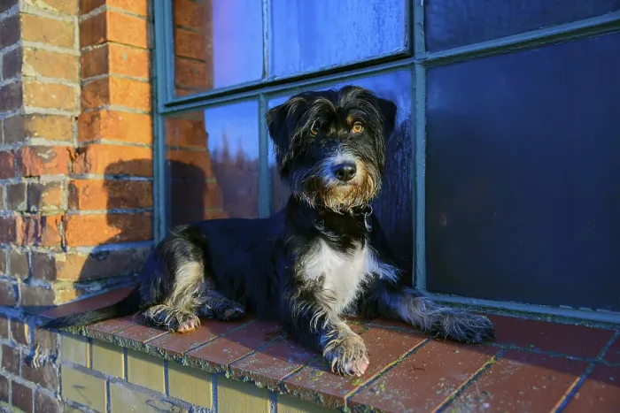 Framed Print : A dog is lying relaxed on a brick window sill in sunlight