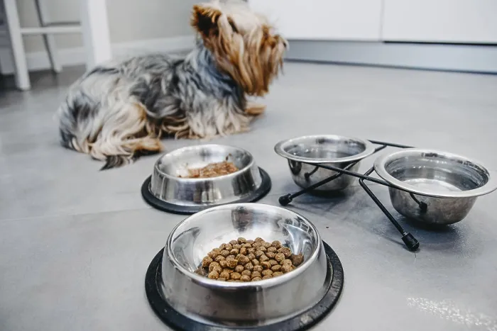 Framed Print : A dog next to metal bowls filled with kibble and water Framed Print : A dog next to metal bowls filled with kibble and water