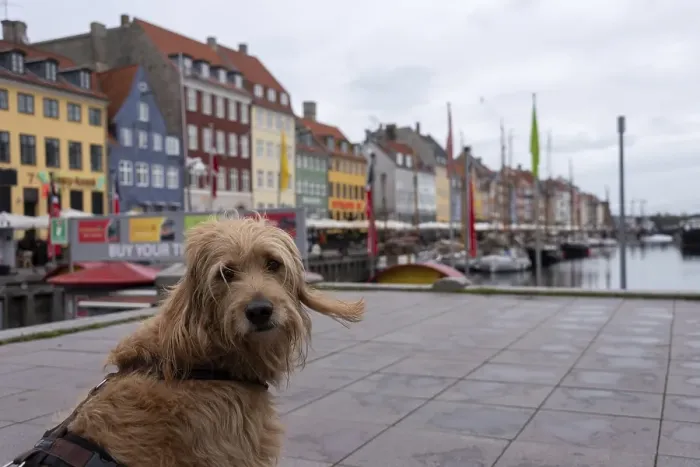 Framed Print : Dog (Mini Goldendoodle) sitting in front of the colourful houses of Nyhavn