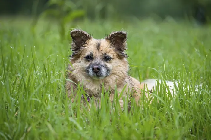 Framed Print : Dog, mixed breed, in a meadow Framed Print : Dog, mixed breed, in a meadow