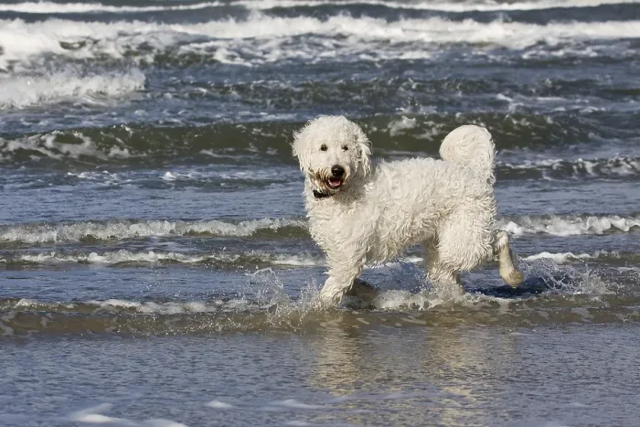 Framed Print : Dog, mixed-breed, running in the water on the beach Framed Print : Dog, mixed-breed, running in the water on the beach