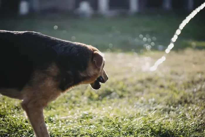 Framed Print : A dog is near a sparkling water spray in a sunlit yard Framed Print : A dog is near a sparkling water spray in a sunlit yard
