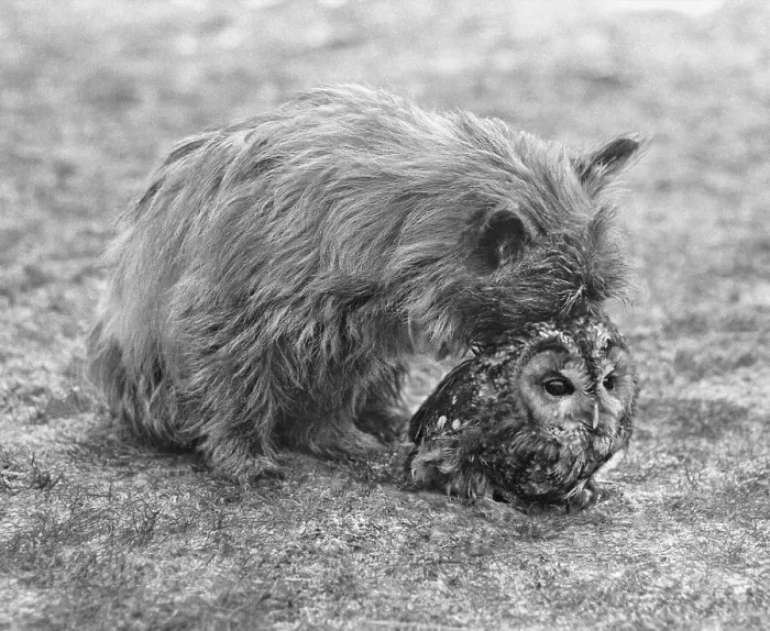 Framed Print : Dog with owl, England, Great Britain Framed Print : Dog with owl, England, Great Britain