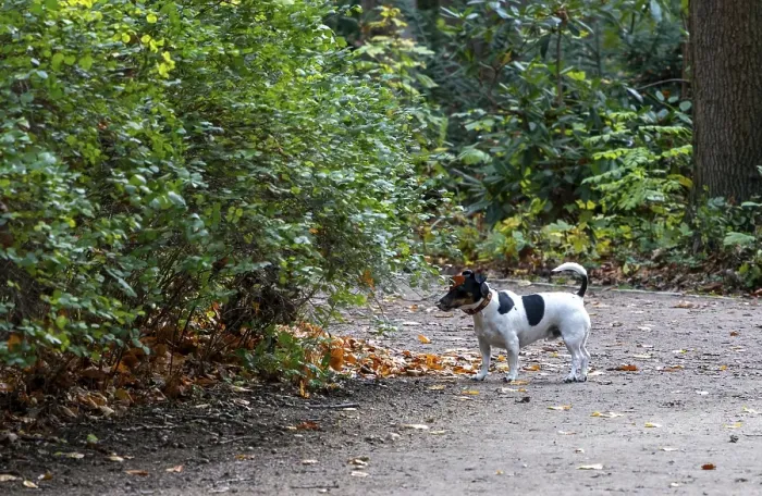 Framed Print : Dog in the park, Berlin, Germany, Europe
