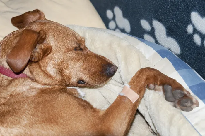 Framed Print : Dog with plater laying in animal bed