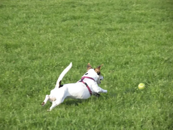 Framed Print : Dog playing with a yellow ball Framed Print : Dog playing with a yellow ball
