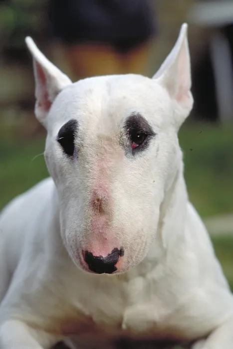 Framed Print : Dog, portrait of a bull terrier Framed Print : Dog, portrait of a bull terrier
