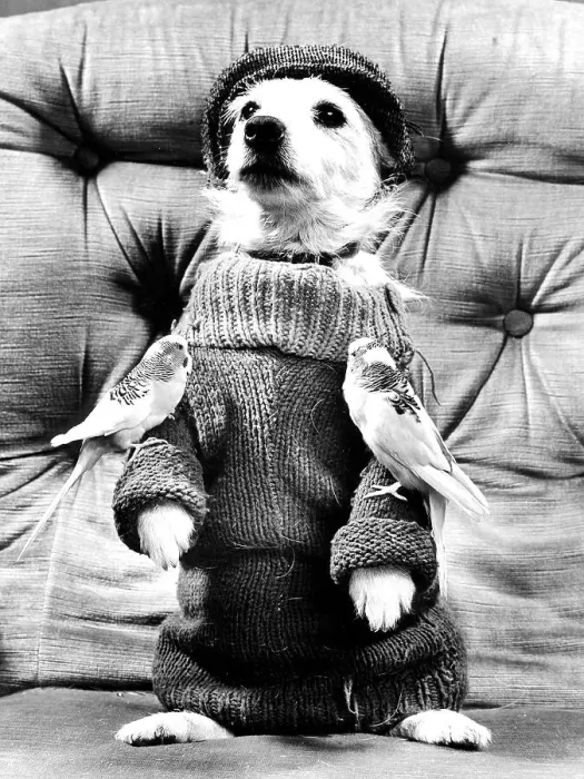 Framed Print : Dog posing in pullover with two budgies Framed Print : Dog posing in pullover with two budgies