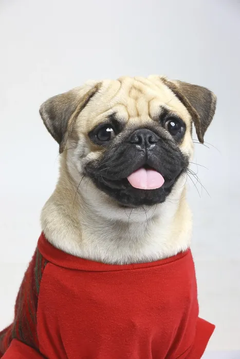 Framed Print : Dog Pug Male Black Muzzle shameful in red clothing posing on white background