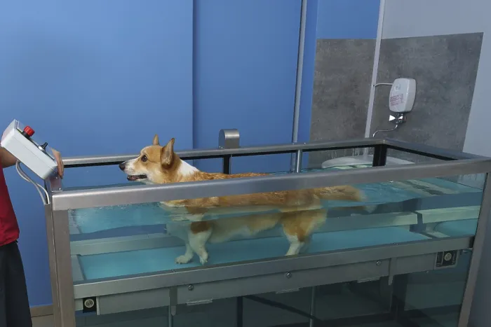 Framed Print : Dog rehabilitation on a water treadmill