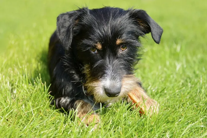 Framed Print : A dog is relaxing in green grass on a sunny day