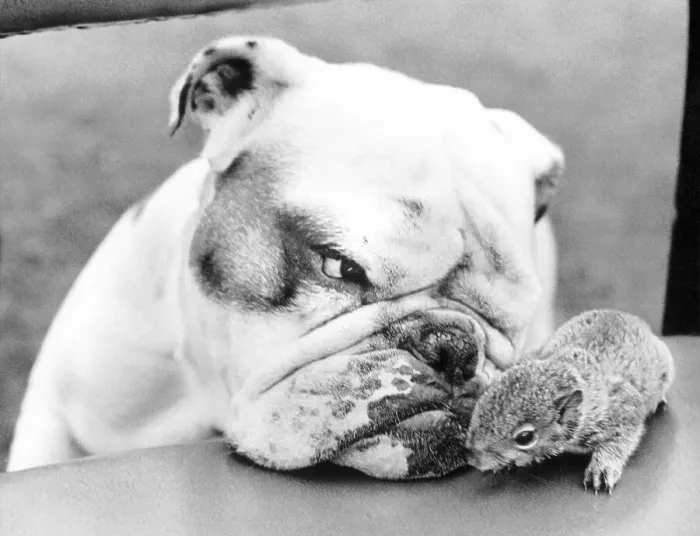Framed Print : Dog and rodent, England, Great Britain