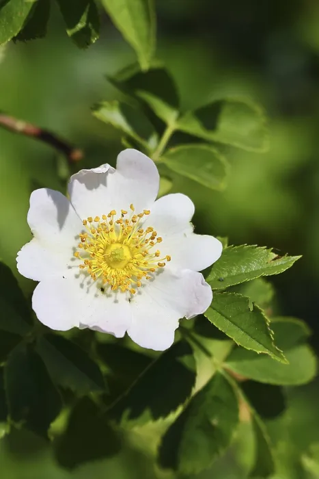 Framed Print : Dog rose (Rosa canina), wild rose