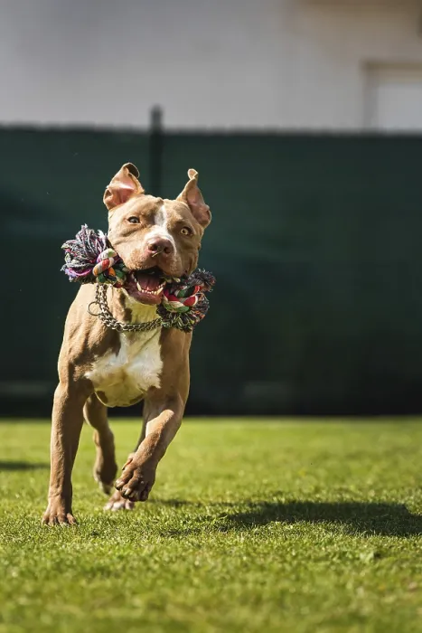 Framed Print : Dog running in backyard, amstaff terrier with toy rope runs towards camera Framed Print : Dog running in backyard, amstaff terrier with toy rope runs towards camera