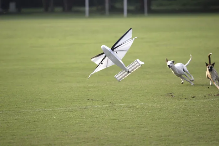 Framed Print : Dog running after flying aircraft model made by students of iit Framed Print : Dog running after flying aircraft model made by students of iit