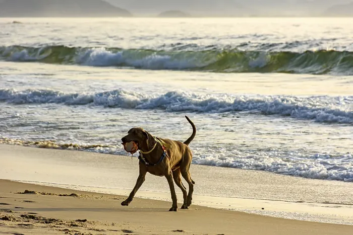 Framed Print : Dog running and playing on the edge of Ipanema beach in Rio de Janeiro on a summer morning Framed Print : Dog running and playing on the edge of Ipanema beach in Rio de Janeiro on a summer morning
