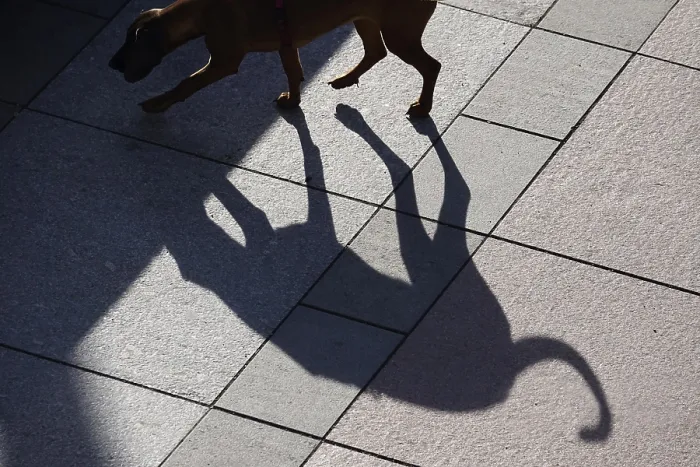 Framed Print : Dog with shadow, Saxony, Germany, Europe