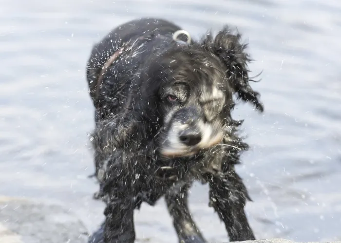 Framed Print : Dog Shake with Water