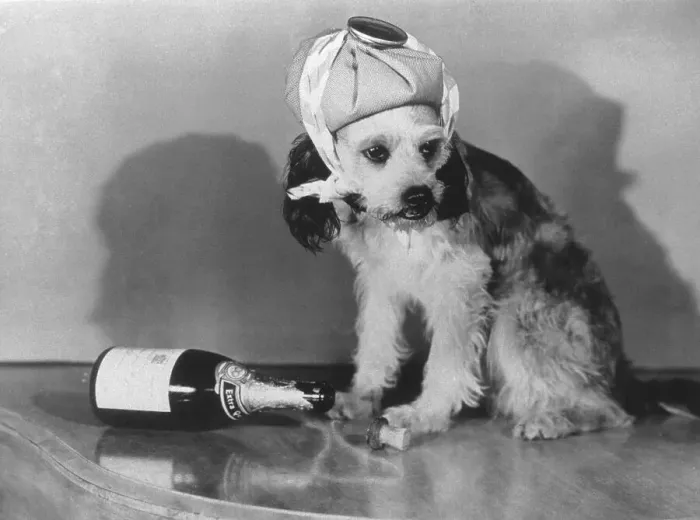 Framed Print : Dog sick with empty bottle of sparkling wine