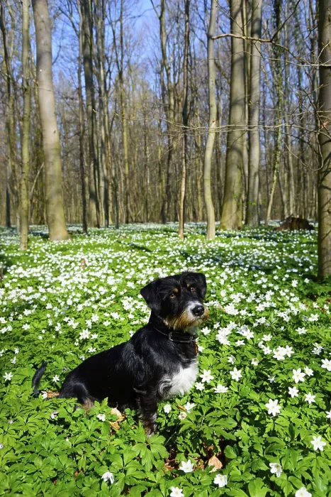 Framed Print : A dog sits in a blooming spring forest full of flowers under a blue sky