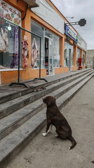 Framed Print : A dog sits longingly in front of a shop showing meat in a display case Framed Print : A dog sits longingly in front of a shop showing meat in a display case
